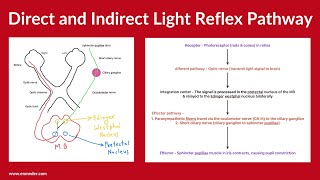 All About Light Reflex in One Shot  Dr Pawan nagar [upl. by Hueston]