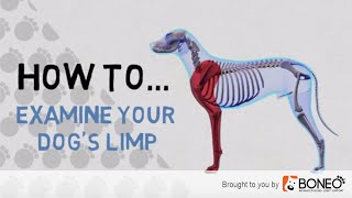 What to Do if Your Dog is Limping – 4 Easy to Follow Tips [upl. by Boothman]