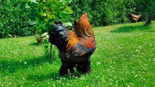 Brahma Chicken  Giant Rooster and Hens  Video 4K [upl. by Neeron689]