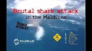 Brutal shark attack in the Maldives [upl. by Oicnerual]