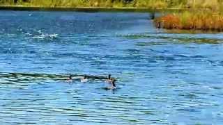 Release of Common Mergansers [upl. by Clauddetta309]