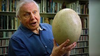 Giant Elephant Bird Egg  Attenborough90  BBC Earth [upl. by Bazil]