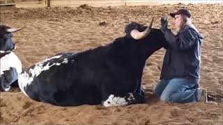 Fun With Texas Longhorn Cattle [upl. by Tessa]