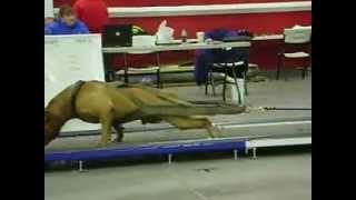 Mealers 572 Big Block MWP  2012AVI quotStrongest Dog In The World  quotChevy Dogquot [upl. by Jair]