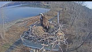 Salt Point Osprey Nest Camera [upl. by Idnib615]