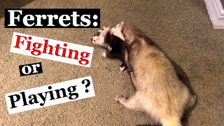 Ferrets Fighting or Playing [upl. by Esilehc]