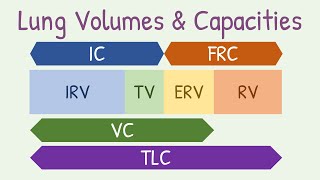 Lung volumes and capacities [upl. by Utter959]