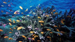 Reef protection efforts boosting fish numbers [upl. by Morrie]