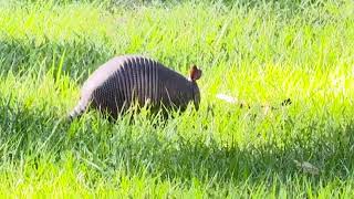 Ninebanded armadillo in Central Florida [upl. by Lotsirk72]