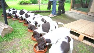 Fütterungszeit  Kleine Münsterländer Welpen  7 Woche [upl. by Mile]