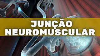 Junção neuromuscular – Fisiologia Humana [upl. by Lot]