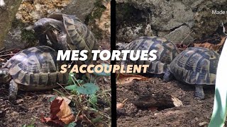 MES TORTUES S’ACCOUPLENT  REPRODUCTION TORTUE TERRE   Planète Tortue [upl. by Marysa]