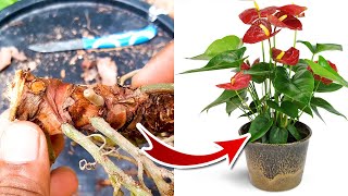 Anthurium Propagation  Anthurium Plant Care [upl. by Carson]