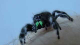 Phidippus Audax Jumping SpiderPedipalp [upl. by Eralcyram]