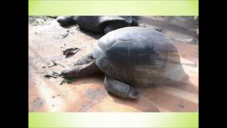 Ausflug zu den Seychellen Riesenschildkröten in München [upl. by Beera]