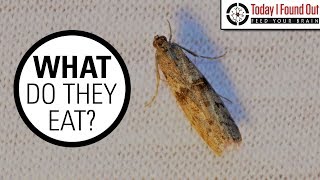 The Truth About Clothes Moths [upl. by Lankton]