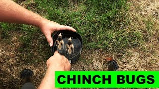 How to detect and kill chinch bugs in the lawn [upl. by Tnelc186]