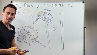 Overview of the Central Nervous System CNS [upl. by Ynaffad]