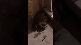 Animaux de la terre  le crapaud france limousin shortsyoutube nature toad [upl. by Ringo78]