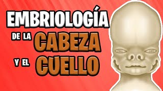 ✅ EMBRIOLOGÍA de la CABEZA y el CUELLO Parte 1°👅🙇🏻‍♀️ [upl. by Hploda]