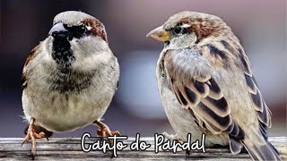 Pardal Cantando  Fêmea Chamando Canto Completo [upl. by Iolanthe]