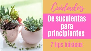 👩🏼‍🌾 Cómo cuidar tus suculentas 7 tips básicos PARA PRINCIPIANTES [upl. by Nerred]