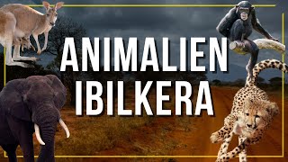 ANIMALIEN IBILKERA [upl. by Anerak]