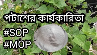 পটাশ সারের প্রয়োজনীয়তা  পটাশের ব্যবহার  how to use potash fertilizerGardener Tech [upl. by Marpet]