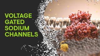 Voltage Gated Sodium Channels explained [upl. by Ylrad]