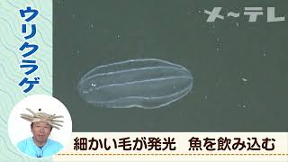 【藤前干潟の生き物たち】ウリクラゲ（学名Beroe cucumis） うごく生き物ずかん [upl. by Ttergram202]