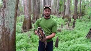 Animal Bytes The Nine Banded Armadillo [upl. by Airdnazxela289]