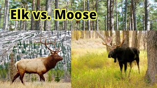 Elk vs Moose How to Distinguish Them [upl. by Drofdeb]