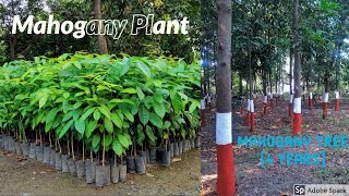 Mahogany Tree Price Hindi [upl. by Fitalludba]