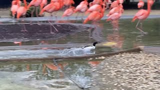 Duck Duck GO Merganser Mealtime at Smithsonians National Zoo [upl. by Annmaria]