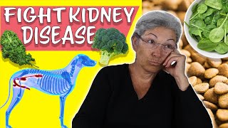 Diets For Pets With Kidney Disease [upl. by Delogu893]