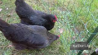 Black Australorps Backyard Chickens [upl. by Painter]