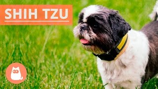 All About the SHIH TZU  Traits and History [upl. by Warring464]