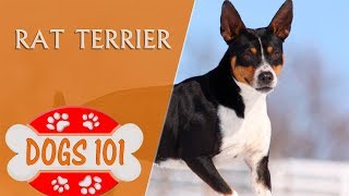 Dogs 101  RAT TERRIER  Top Dog Facts About the RAT TERRIER [upl. by Karine]