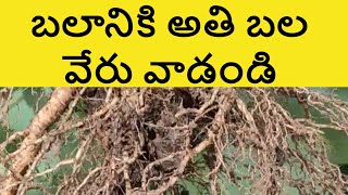 బలం కావాలంటే ఈ మొక్క వేర్లు తెచ్చుకోండి  athibala plant uses in telugu part 2 మగవారికి [upl. by Lletnohs]