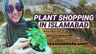 Plant Prices in Pakistan  Gardening Tips [upl. by Schiffman782]