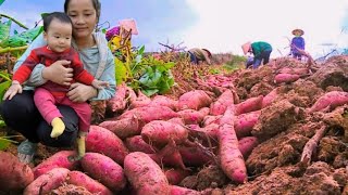 Single mom Harvest potatoes and fruits and go to the market to buy chickens [upl. by Etnom335]