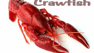 Crawfish Catching Cooking Cleaning and EATING Deer Meat For Dinner [upl. by Latimer]