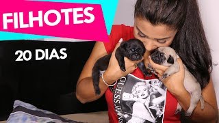 Pugs Filhotes 20 Dias [upl. by Odrahcir]