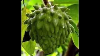 Atemoya Fruit amp its health Benefits [upl. by Marashio]