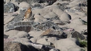 wheatear [upl. by Utley]