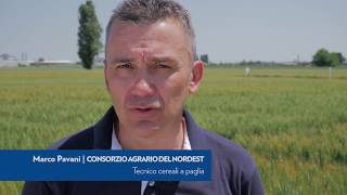 CONCIMAZIONE GRANO ALLA SEMINA  Campo sperimentale di Carpi di Villabartolomea VR  2017 [upl. by Enaej351]