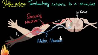 Reflex action amp reflex arc  Control amp Coordination  Biology  Khan Academy [upl. by Maria620]