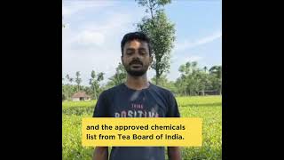 A STG teaplus success story in North Bengal trusteaverified techfortea smallteafarmers teaplus [upl. by Pirali]