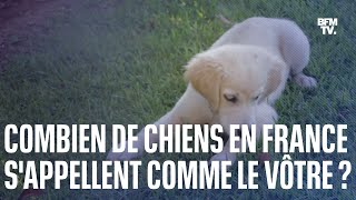 Le top 10 des noms de chiens les plus donnés en France en 2022 [upl. by Ainesell]