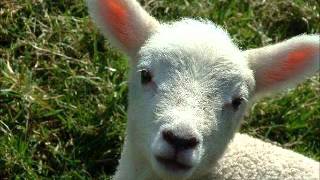 Lamb Sheep Sound Effect [upl. by Arber]